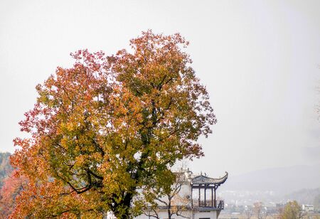 おうし座と日本の四季：季節の変化と心のバランス