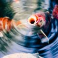 魚座（うおざ）の2025年運勢：和の心で過ごす一年