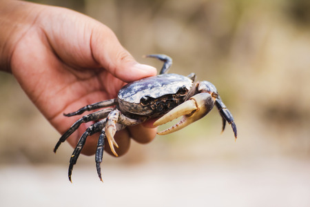 かに座(蟹座)が幸運を呼び込む行動・開運習慣
